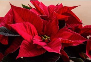 Cvet Božićna zvezda